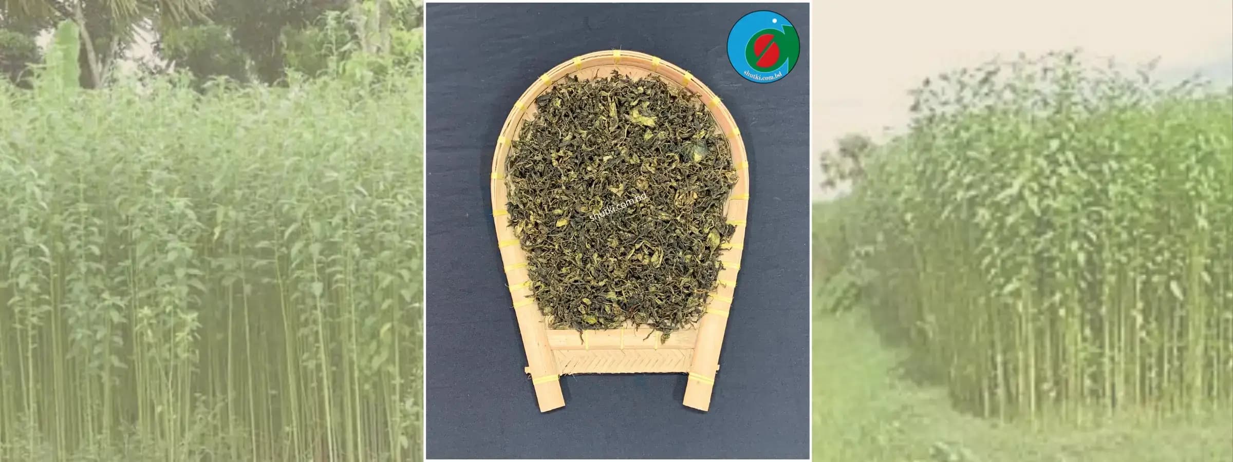 সোনালী আঁশের দেশে শুকাতি: পাটপাতার ঐতিহ্যবাহী স্বাদ